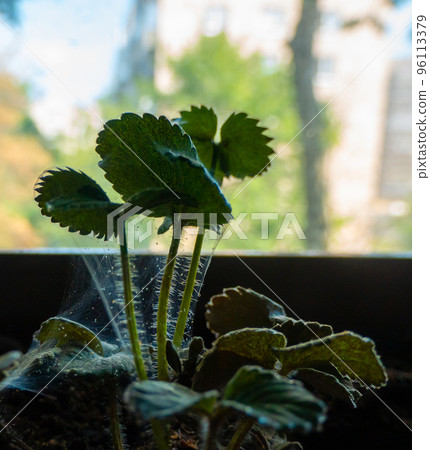 Red spider mite on strawberry 96113379