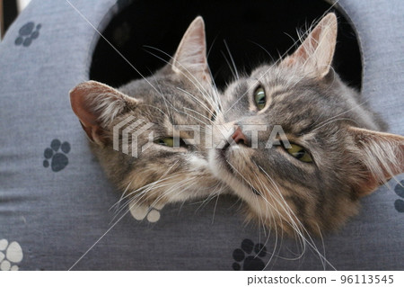 Two cat muzzles in the cat house close-up Two cat muzzles in the cat house close-up 96113545