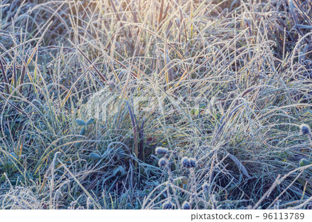 Grass under the frost at autumn morning. Grass under the frost at autumn morning. 96113789