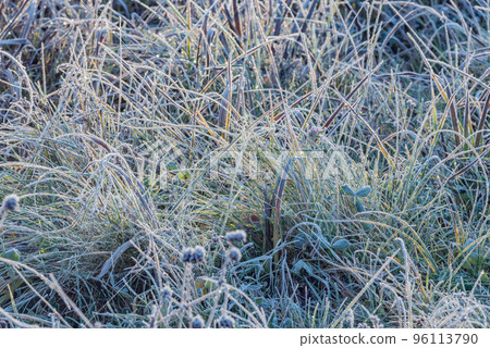 Grass under the frost at autumn morning. Grass under the frost at autumn morning. 96113790
