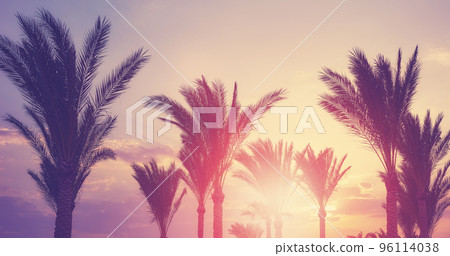 Palm trees silhouettes at sunset, color toning applied. Palm trees silhouettes at sunset, color toning applied. 96114038