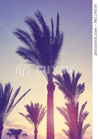 Palm trees silhouettes at sunset, color toning applied. Palm trees silhouettes at sunset, color toning applied. 96114039