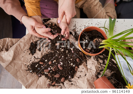 Boy holding ground at his hands while helping to his mother replacing house flowers Boy holding ground at his hands while helping to his mother replacing house flowers 96114149