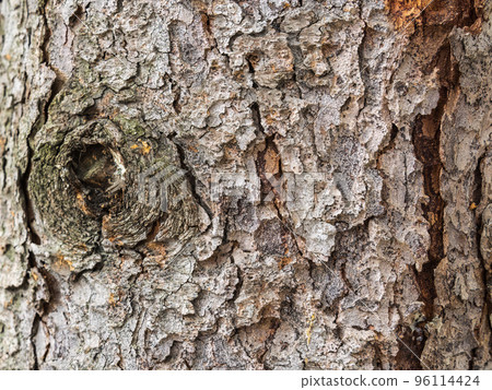 Bark texture and background of a old fir tree trunk. Detailed bark texture. Natural background Bark texture and background of a old fir tree trunk. Detailed bark texture. Natural background 96114424
