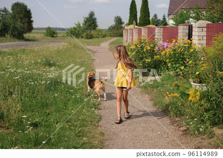 A child strolls a thoroughbred beagle dog on a leash, walking along the sidewalk of a suburb 96114989