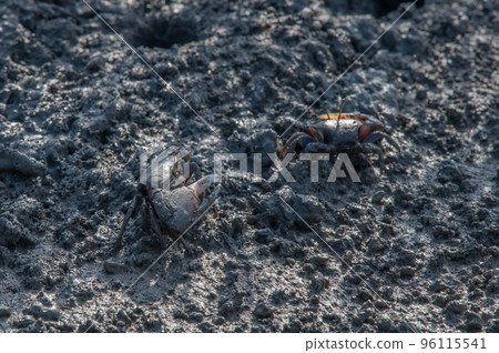 Ariake Sea Autumn tidal flat landscape Ariake Sea Autumn tidal flat landscape 96115541
