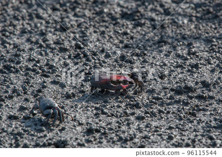 Ariake Sea Autumn tidal flat landscape 96115544