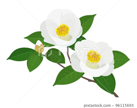 Camellia One Point_White Camellia One Point_White 96115693
