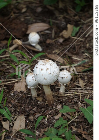 2022 年 7 月 - 木犀科蘑菇 2022 年 7 月 - 木犀科蘑菇 96115868