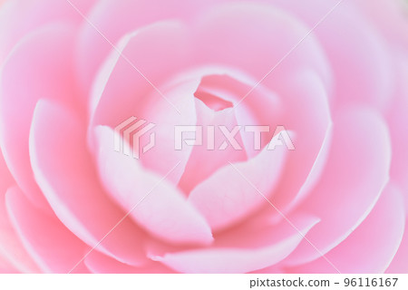 山茶花漂亮的粉紅色乙女椿花花背景 96116167