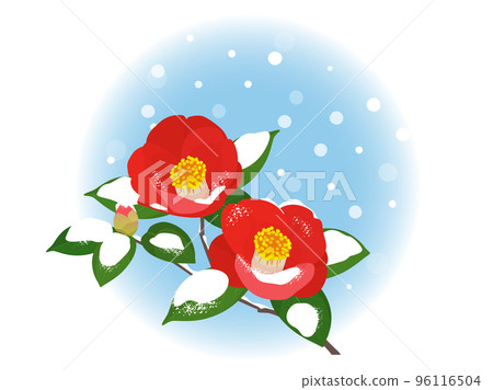 Camellia blooming in the snow_one point Camellia blooming in the snow_one point 96116504