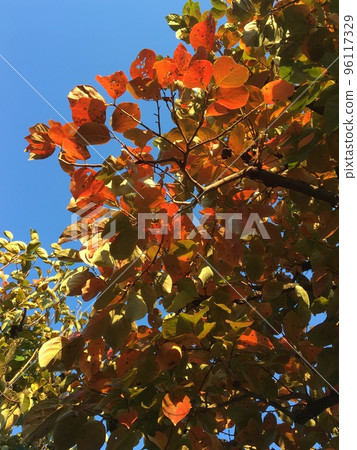 Autumn leaves and persimmon fruits shining in the afternoon sun in Todoroki Valley Autumn leaves and persimmon fruits shining in the afternoon sun in Todoroki Valley 96117329