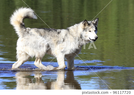 Malamute dog walking in the river, Quebec, Canada 96117720
