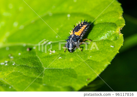 Nimitanto larva Nimitanto larva 96117816