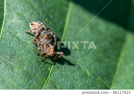 Jumping spider preying on lynx spider 96117825