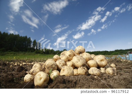 Potato Harvest 96117912