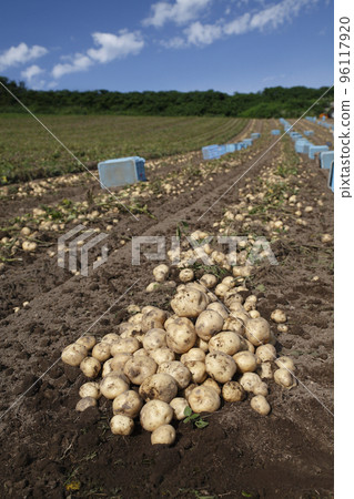 Potato Harvest Potato Harvest 96117920