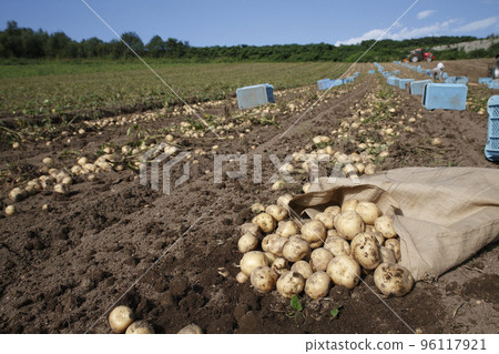 Potato Harvest Potato Harvest 96117921