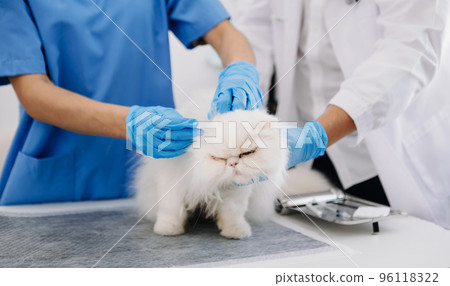 Female veterinary doctor using stethoscope for cute kitten and clean animal ears in animal hospital. 96118322
