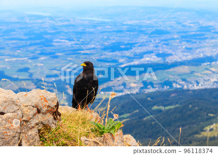Alpine chough or yellow-billed chough (Pyrrhocorax graculus) in the mountain nature habitat in Alps, Switzerland 96118374
