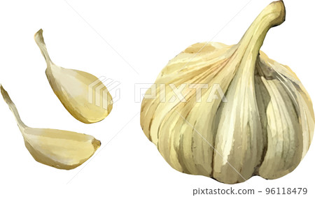 Garlic watercolor style vector illustration set 2 Garlic watercolor style vector illustration set 2 96118479