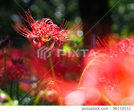 Cluster amaryllis of nogawa park Cluster amaryllis of nogawa park 96118512