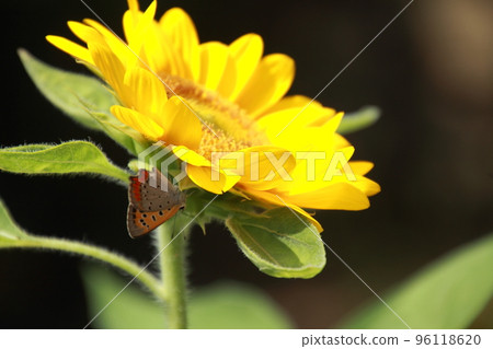 A single sunflower and red gossamer A single sunflower and red gossamer 96118620