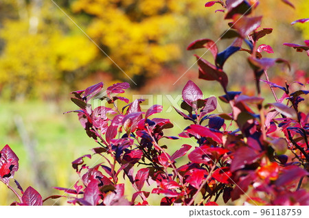 紅葉藍莓樹 96118759