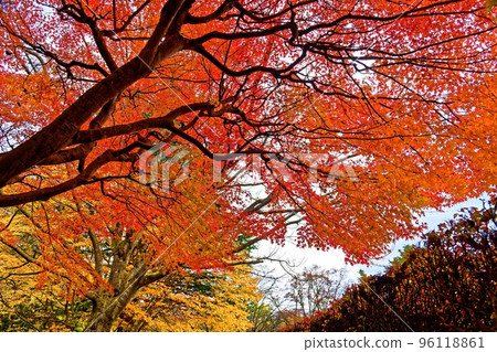 八戶公園 (22.11.8) 96118861