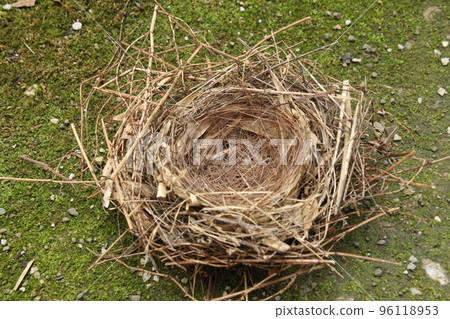 離巢後的燕窩 96118953