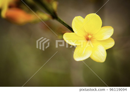 Huangmei flower close-up 96119094