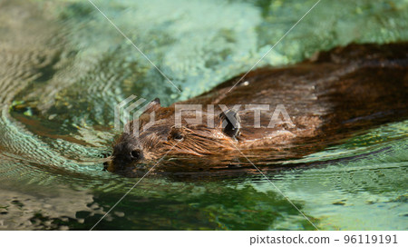游泳美國海狸 游泳美國海狸 96119191