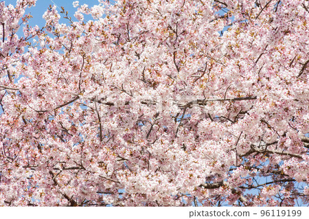溫暖的櫻花 96119199
