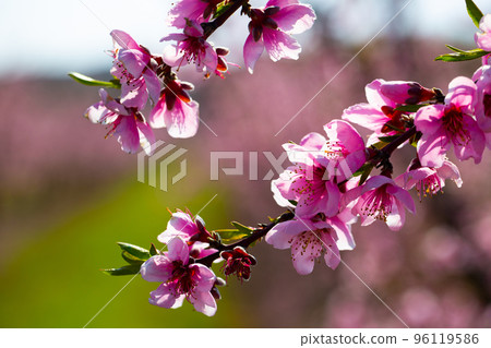 Flowering peach trees on field 96119586