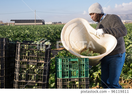 Man harvesting ripe artichoke buds in basket 96119811