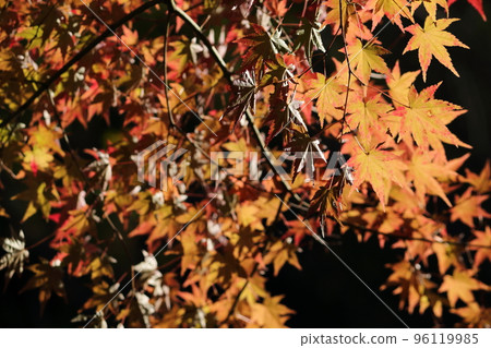 Maple trees standing out in the autumn sunshine Maple trees standing out in the autumn sunshine 96119985