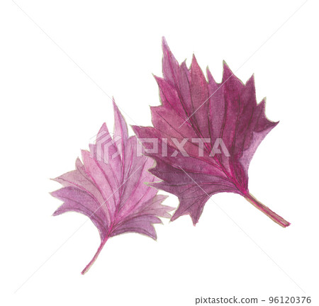 2 slices red perilla 2 slices red perilla 96120376