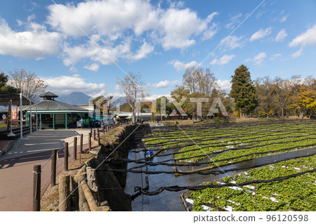 Autumn Daio Wasabi Farm Wasabi Field 96120598