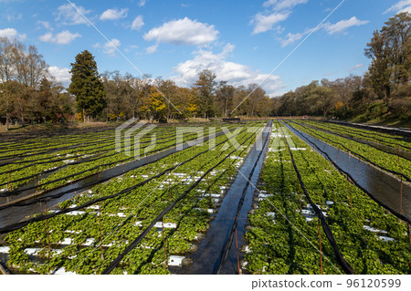 Autumn Daio Wasabi Farm Wasabi Field 96120599