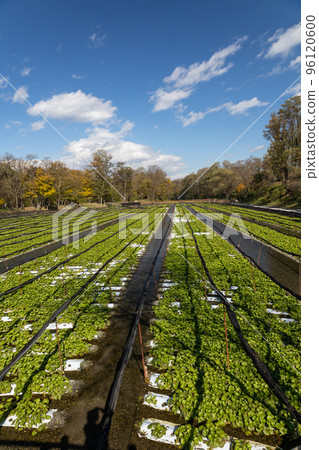 Autumn Daio Wasabi Farm Wasabi Field Autumn Daio Wasabi Farm Wasabi Field 96120600