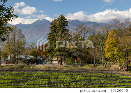 Daio Wasabi Farm in Autumn: Wasabi Fields and Mt. Jonen in the Northern Alps Daio Wasabi Farm in Autumn: Wasabi Fields and Mt. Jonen in the Northern Alps 96120649