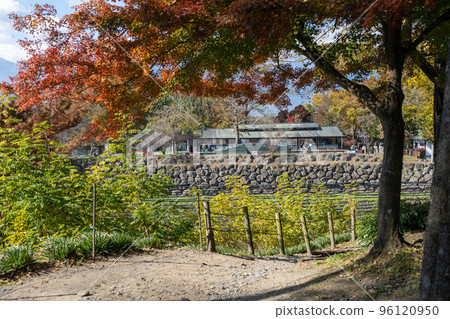 Autumn Daio Wasabi Farm Autumn leaves along the promenade 96120950