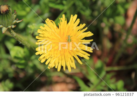 蒲公英花上有蚱蜢幼蟲 蒲公英花上有蚱蜢幼蟲 96121037