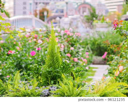 Scenery of Nakanoshima Rose Garden Scenery of Nakanoshima Rose Garden 96121235