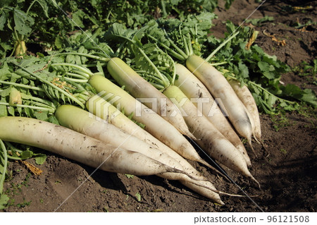 Harvest of blue neck radish 96121508