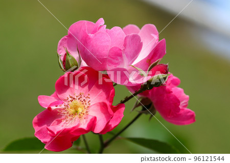 Gorgeous red, orange and pink roses. Gorgeous red, orange and pink roses. 96121544