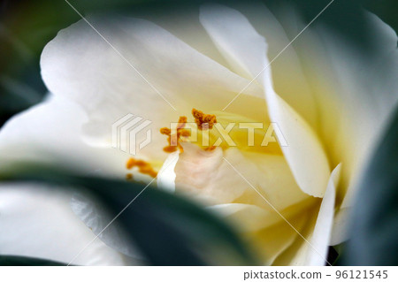 Beautiful white roses are blooming between the leaves as if they were shy. 96121545