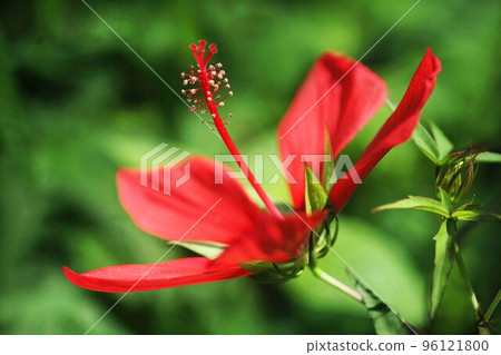 楓樹般的花開,莫名嬌 楓樹般的花開,莫名嬌 96121800