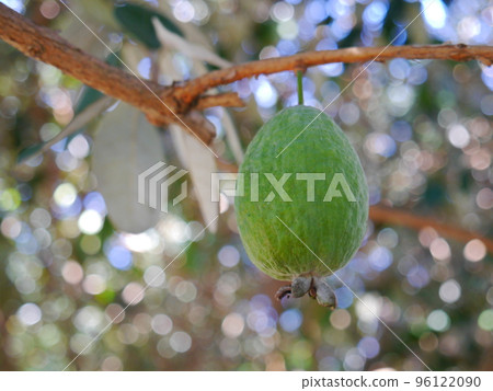 Feijoa的收穫 Feijoa的收穫 96122090