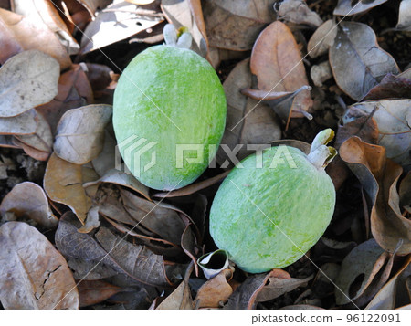 Harvest of Feijoa 96122091